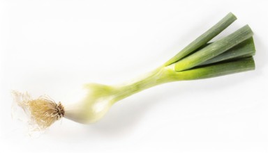 Vegetable, spring onion or spring onion, also known as winter onion, Allium fistulosum