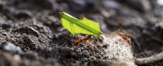 Leafcutter ants carrying leaves, ant trail, Tortuguero National Park, Costa Rica, Central America