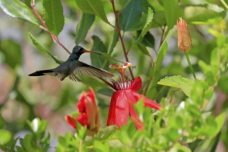 Broad-billed hummingbird (Cynanthus latirostris), adult, male, flying, on flower, foraging, Sonoran
