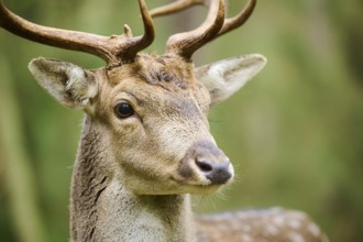 European fallow deer (Dama dama) stag in a forest, portrait, Bavaria, Germany, Europe