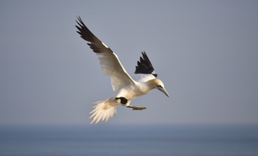 Northern gannet flying on Heligoland, Schleswig-Holstein, Germany, Europe