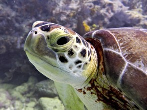 Close-up of a Hawksbill sea turtle (Eretmochelys imbricata imbricata) showing its distinctive