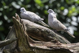 Eurasian collared doves (Streptopelia decaocto), Emsland, Lower Saxony, Germany, Europe