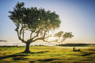 Centuries-old til trees in fantastic magical idyllic Fanal Laurisilva forest on sunset. Madeira