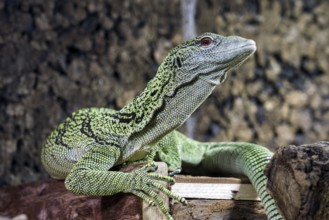 Reisinger's tree monitor (Varanus reisingeri), captive, Germany, Europe