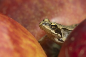 Common frog (Rana temporaria) adult amphibian climbing on a fallen apple fruit on a garden lawn in