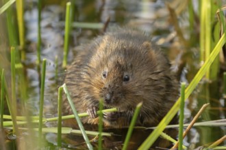 Water vole (Arvicola amphibius) adult rodent animal feeding on a reed leaf in a reedbed on a pond,
