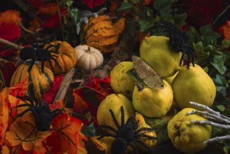 Halloween still life with quinces, pumpkins, spiders and autumn leaves