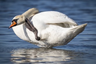 Mute swan (Cygnus olor), Bagges Dæmning, Ringkøbing Fjord, Denmark, Europe