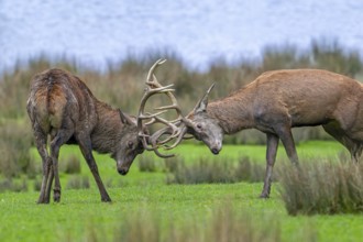 Two rutting red deer (Cervus elaphus) stags fighting by locking antlers during fierce mating battle