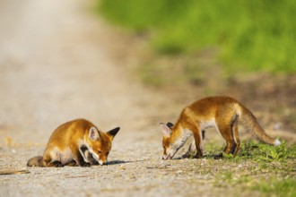 Fox (Vulpes vulpes) puppies Germany