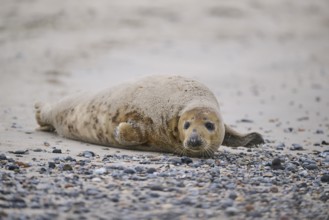 Grey seal (Halichoerus grypus) lying on the beach, Düne, Helgoland, Schleswig-Holstein, Germany,