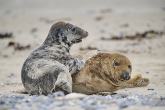 Grey seal (Halichoerus grypus) playing with each other on the beach, Düne, Helgoland,