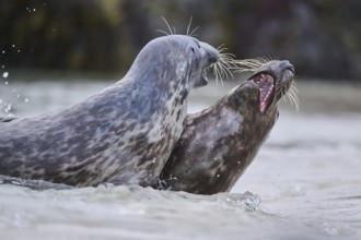 Grey seal (Halichoerus grypus) playing with each other in the water, sea, Düne, Helgoland,