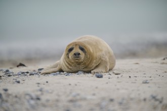 Grey seal (Halichoerus grypus) lying on the beach, Düne, Helgoland, Schleswig-Holstein, Germany,