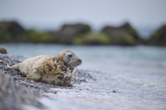 Grey seal (Halichoerus grypus) on the beach on the edge of the water with the sea in the