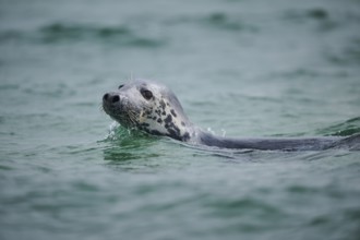 Grey seal (Halichoerus grypus) looking out of the water while swimming in the sea, Düne, Helgoland,