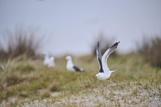 Yellow-legged gull (Larus michahellis) starts flying from the grass at sunset, Düne, Helgoland,