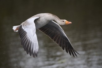 Graylag goose (Anser anser) strats flying from the water, Düne, Helgoland, Schleswig-Holstein,
