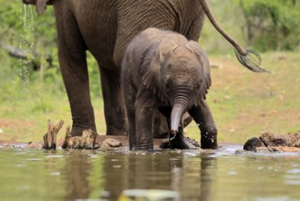 African elephant (Loxodonta africana), young animal, calf, baby elephant, mother, young animal with