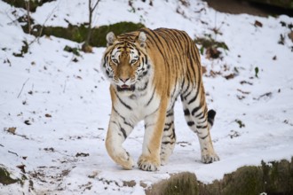 Siberian tiger (Panthera tigris altaica) walking in the snow in winter, captive, Germany, Europe