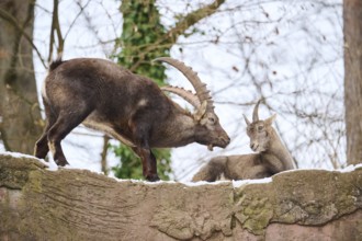 Alpine ibex (Capra ibex) male and female on a rock in winter, snow, Bavaria, Germany, Europe