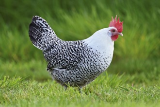 East Frisian Gull standing in a meadow, chicken breed with good utilisation characteristics, Texel,