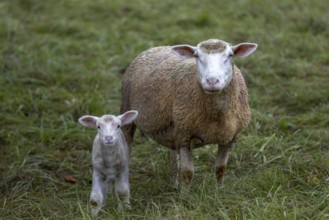 Mother sheep standing in the pasture with her lamb