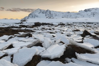 Ice floes, Lofoten island Vestvågøya at the fjord Gimsøystraumen, Lofoten, Northern Norway, Norway,