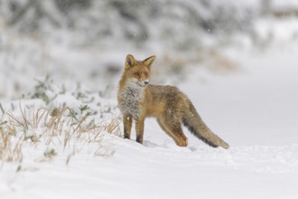 Red fox (Vulpes vulpes), stands in the snow amidst sparse grass and bushes. The background is
