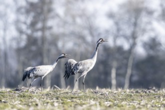 Cranes (Grus grus), Emsland, Lower Saxony, Germany, Europe