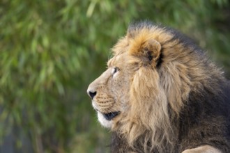 Lion (Panthera leo) male, portrait, captive, Germany, Europe