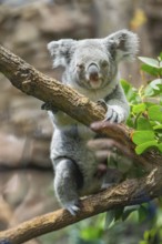 Koala (Phascolarctos cinereus) sitting on a tree, captive, distribution South Australia, Australia,