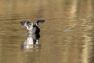 Eurasian Coot (Fulica atra), Vulkaneifel, Rhineland-Palatinate, Germany, Europe