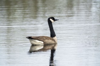 Canada goose (Branta canadensis), Vulkaneifel, Rhineland-Palatinate, Germany, Europe