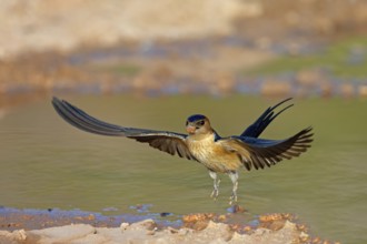 Red-rumped swallow (Hirundo daurica), Lesbos Island, Greece, Europsa, Europe