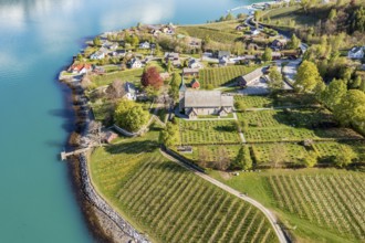 Aerial view of church and apple orchards, Ullensvang near Lofthus, Hardangerfjord, Norway, Europe
