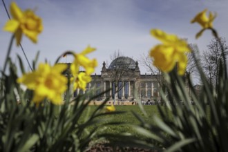 Daffodils bloom in front of the German Bundestag in Berlin, 27.03.2024. According to weather
