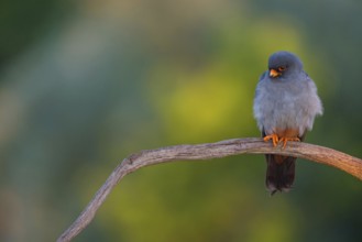 Red-footed Falcon, (Falco vespertinu), perching station, falcon family, Tower Hide, Tiszaalpár,