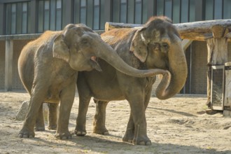 Asian elephants exchanging caresses, Elephas maximus, Zoological Garden, Tiergarten, Mitte, Berlin,