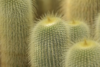 Cactus (Notocactus leninghausii, Parodia leninghausii), native to Brazil
