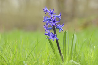 Blue garden hyacinth (Hyacinthus), flowering in a meadow, inflorescence, Siegerland, North