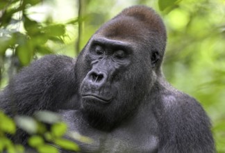 Western lowland gorilla (Gorilla gorilla gorilla) with closed eyes, male, silverback, Baï-Hokou,