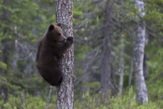 European brown bear, Karelia, Finland, Europe