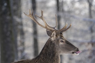Red deer (Cervus elaphus), head portrait, Vulkaneifel, Rhineland-Palatinate, Germany, Europe