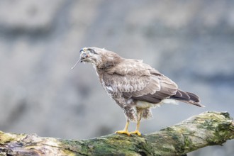 Common buzzard (Buteo buteo) Germany