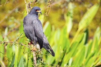 Snail Buzzard (Rostramus sociabilis) Pantanal Brazil