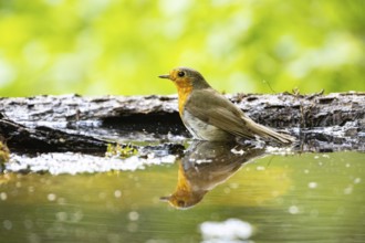 European robin (Erithacus rubecula) bathing Germany
