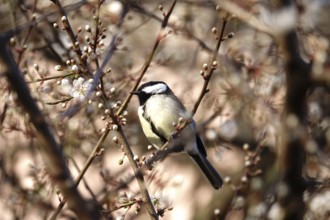 Great tit (Parus major), tree blossom, end of March, Germany, Europe