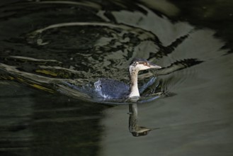 Slavonian grebe (Podiceps auritus), adult, in a white plumage, winter plumage, swimming in Lake